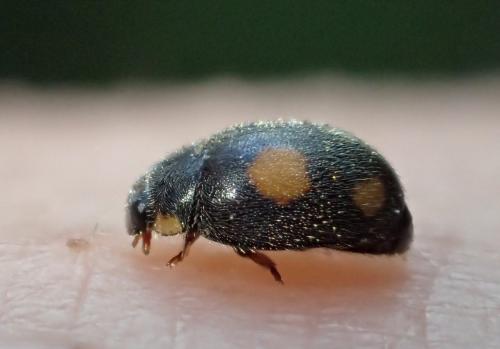 Réf. 271 494 : Platynaspis luteorubra